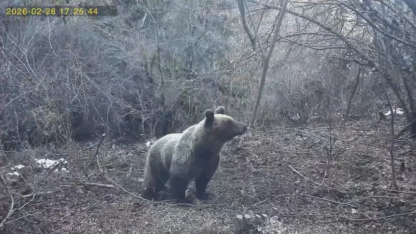 Sırbistan'da bir sürücünün karşılaştığı ayı videosu internette viral oldu.