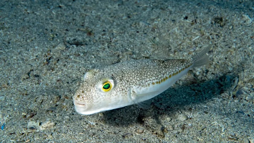 Adriyatik Denizi'nde zehirli balon balığı yeniden ortaya çıktı, kamuoyu uyarıldı