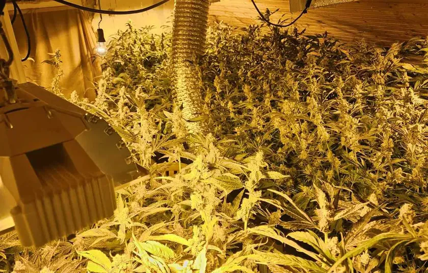 Sırbistan polisi Sombor'da marihuana plantajı buldu 12 bitki ele geçirildi