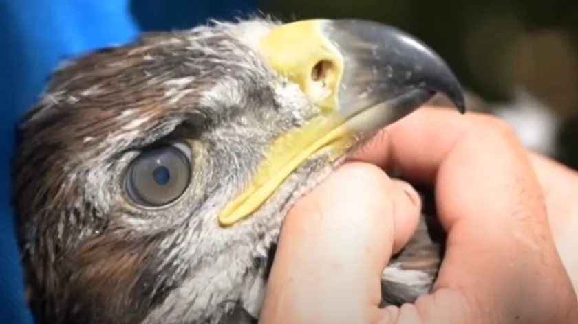 Sırbistan Panon Bölgesinde Yırtıcı Kuş Sayımı Yapıldı: Kerkenez Sayısında Şaşırtıcı Düşüş Belirlendi