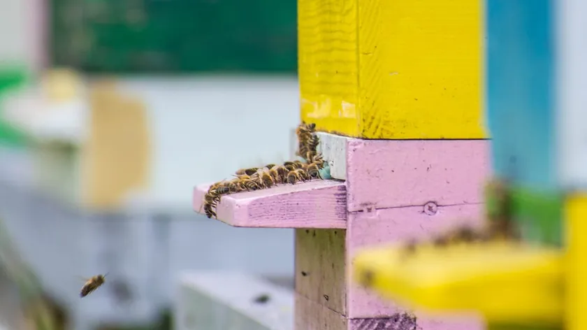 Sırbistan Bahçelerinde Bereketli Ürün İçin 7 Faydalı Böcek Vurgulandı