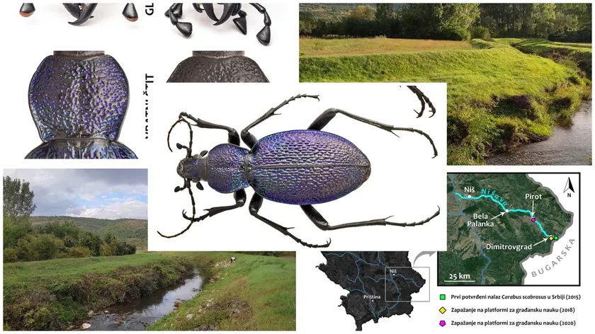 Sırbistan'da Yeni Bir Büyük Mor Koşucu Böceği Türü Keşfedildi