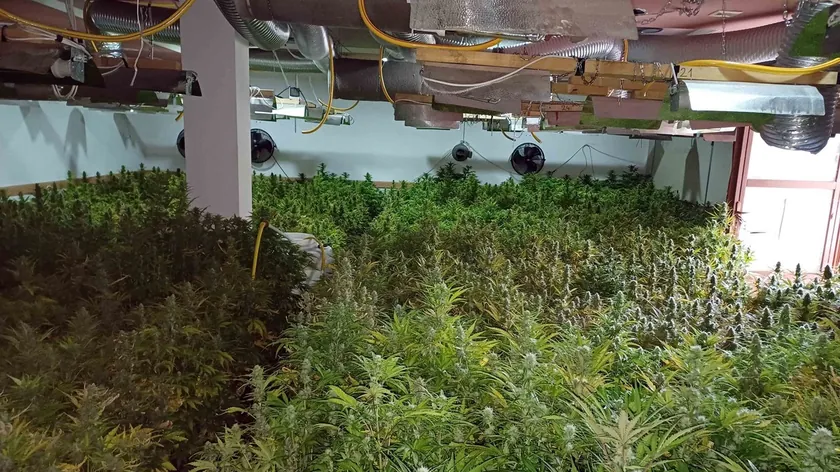 Beograd'da üç marihuana üretim laboratuvarı bulundu.