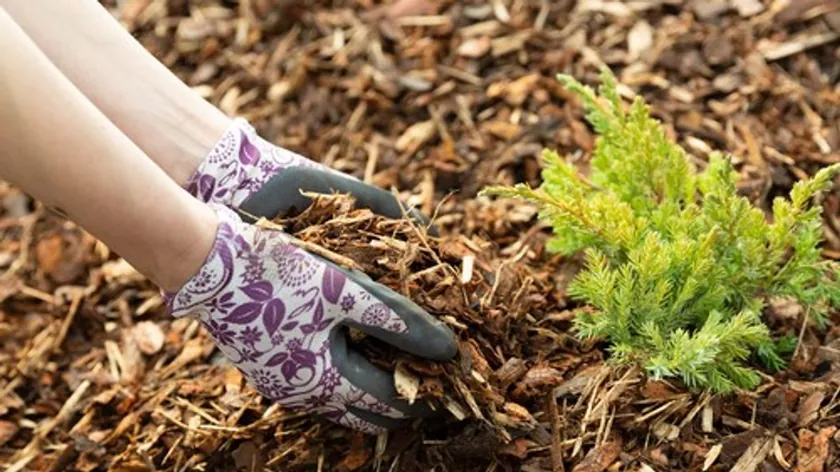 Yanlış Malç Uygulaması Bitkilere Ciddi Zarar Verebilir Dikkat Edilmesi Gerekiyor