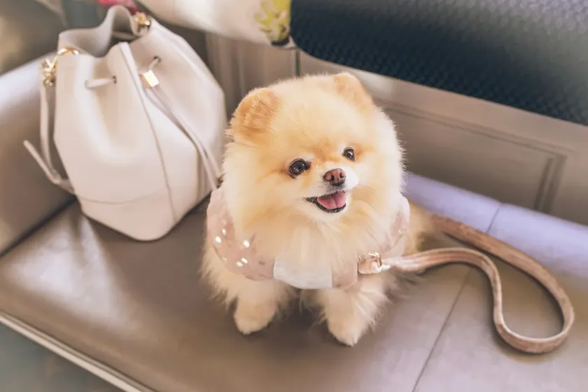 Sırbistan'da bazı köpek ırklerinin fiyatları binlerce euroya kadar çıkabiliyor.