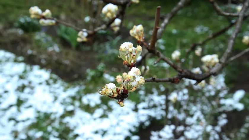 Sırbistan'da meyve üreticileri üç zorlu yılın ardından umutlu bir sezon bekliyor
