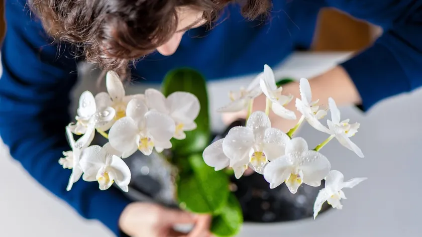 Sırbistan'da Orkide Bakımı Mart Ayında Yoğun Çiçeklenme İçin Anahtar Noktalar