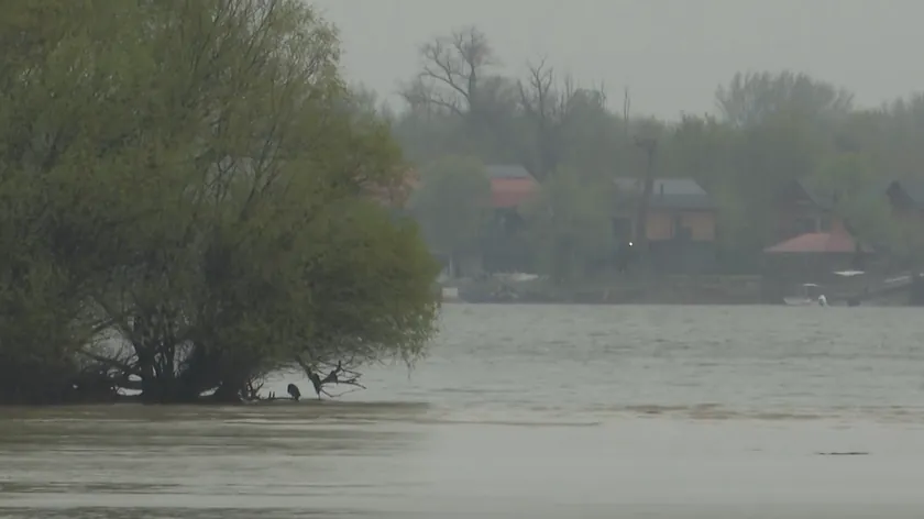 Sırbistan'da aşırı yağışlar nehirleri taşırdı su seviyesi yükselmeye devam ediyor