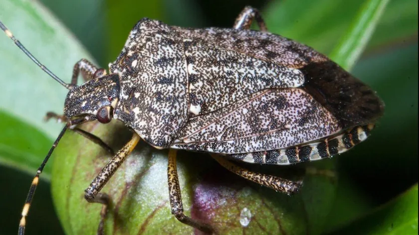 Sırbistan'da ilkbaharda evlerde görülen smrdibubelere karşı doğal çözüm önerileri