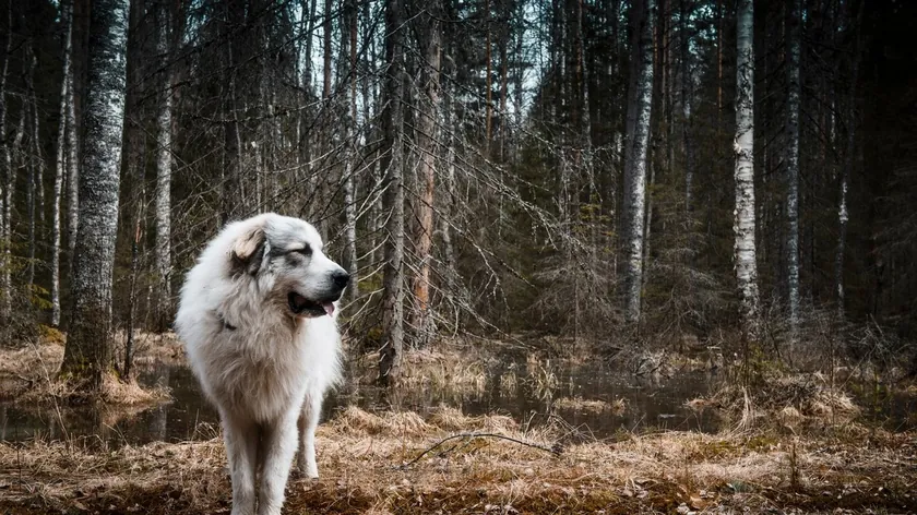 Bilim İnsanları Türkiye'de 15.800 Yıl Öncesine Ait En Eski Köpeği Buldu