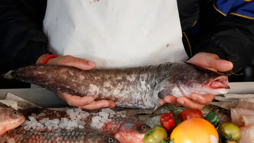 Sırbistan'da su sıcak hava ve düşük su seviyesi nedeniyle balıkların yeterli olup olmadığı ve tüketimi için güvenli olup olmadığı sorgulanıyor.