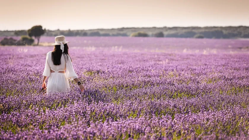 En Europe'nin en güzel lavanda tarlaları burasıdır.