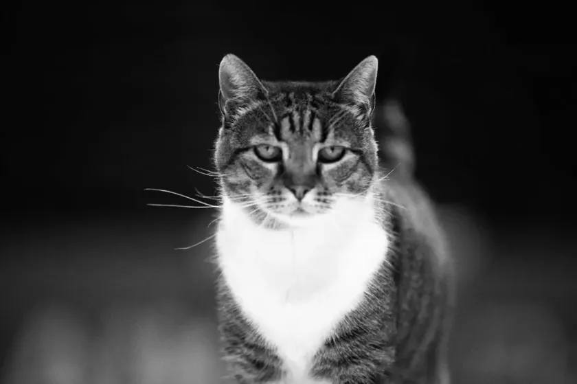 Sırbistan basketbolunun sembol kedisi Ljubica "Pionir" Salonu'nda hayatını kaybetti