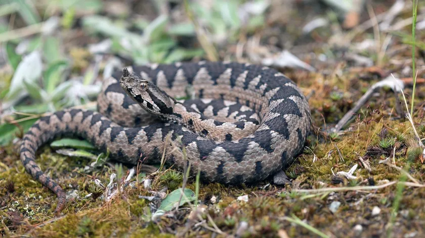 Sırbistan'da İlkbahar İle Vahşi Hayvanların Görülme Sıklığı Arttı Yılanlar Ortaya Çıktı
