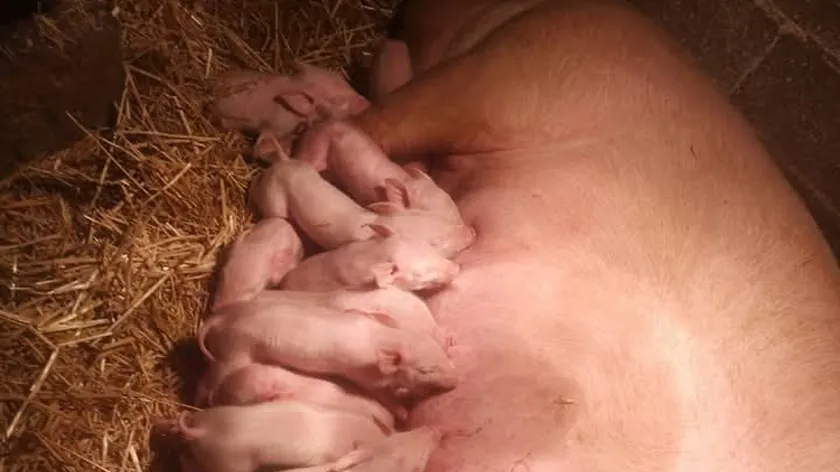 Sırbistan'ın Žitorađe köyünde bir domuz 21 yavru dünyaya getirerek rekor kırdı