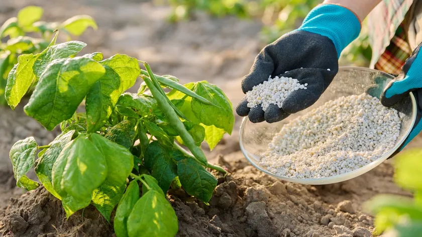 Sırbistan Küresel Gübre Kıtlığı Nedeniyle Gıda Fiyat Artışıyla Karşı Karşıya Kalabilir