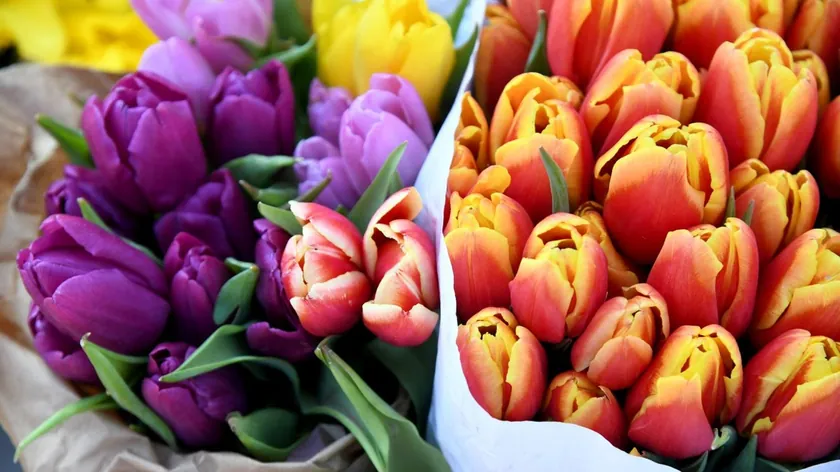 Sırbistan'da Kadınlar Uluslararası Günlerinde Ücret Eşitsizliği ve Görünmez Emekle Mücadele Ediyor