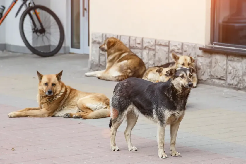 Sırbistanlı Triatloncu Fruška Gora'da Köpek Saldırısına Uğrayarak Yaralandı