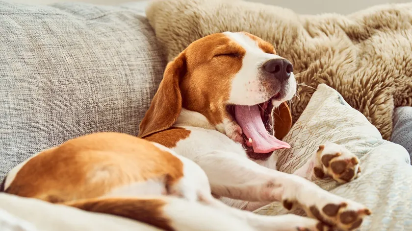 Uzmanlar Köpeklerin Uyku İhtiyaçlarını Açıkladı: Günde Ortalama 12 ila 14 Saat