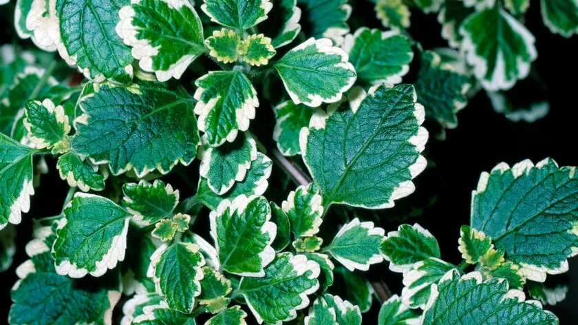 Sırbistan'da bu bitki terasları ele geçirdi sinekleri kovuyor kolay bakımıyla öne çıkıyor