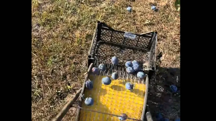 Sırbistan'da yeni bir şliva toplama makinesi internete virüs oldu