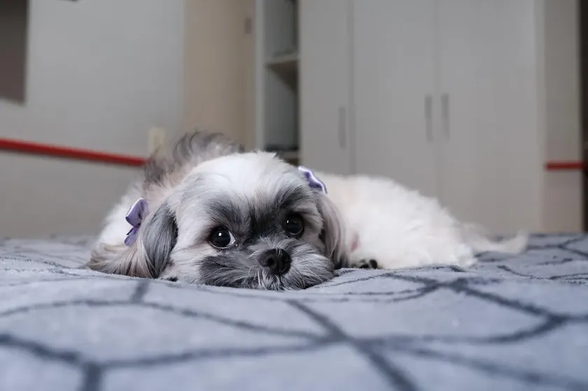 Sırbistan'da yapılan bir araştırmaya göre en güzel köpek cinsi belirlendi.