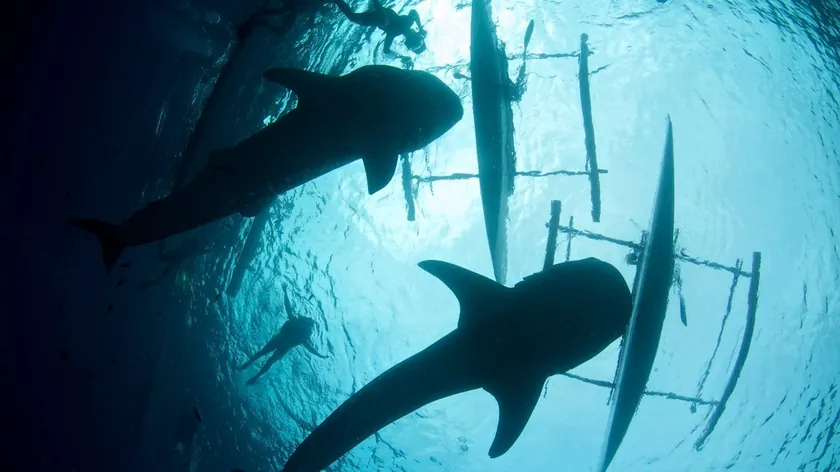 Bahamalar Sularında Köpekbalıklarında Kokain ve Ağrı Kesici İzleri Tespit Edildi