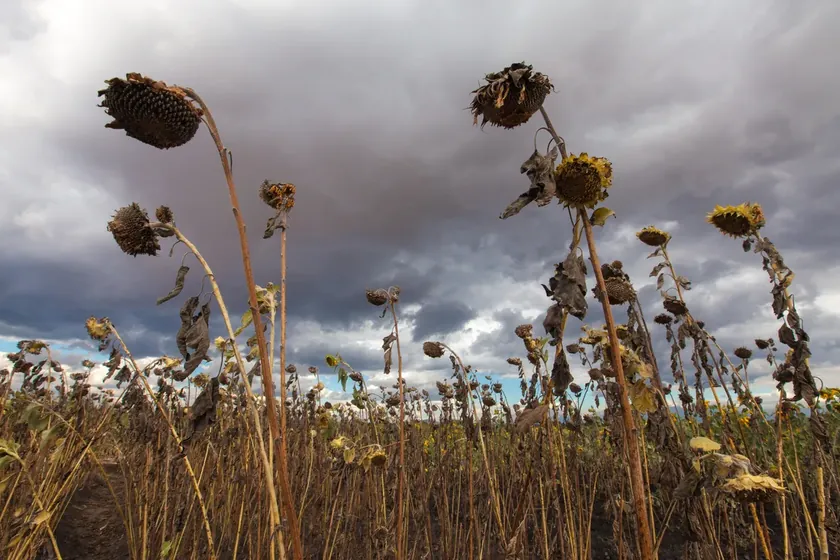 Klimatolojiler alarm verici bir uyarı yayınladı Bu fenomen nedeniyle önümüzdeki altı ay içinde 450.000'den fazla insan hayatını kaybedebilir, bu ülkeler en tehlikede.