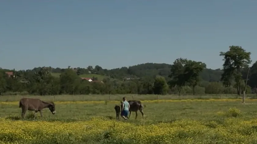 Sırbistan'da bir ailenin magaraçık sütünden başarı elde ettiği haberi.