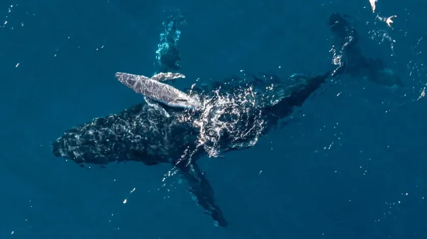Drone ilk kez humpback balinanın doğumunu kaydetti Hayatı bir kere yaşanan bir görüntü