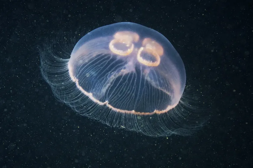 Meduze rak karşı dayanıklılığı ile ilgili yeni bilgiler ortaya koyuyor.