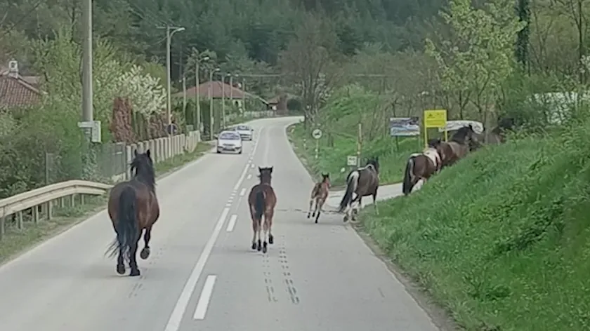 Sırbistan Kraljevo yakınlarındaki köyde başıboş atlar hasara neden oluyor
