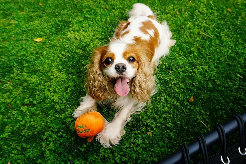 Köpek Eğitmeni Bir ırkı Hiçbir Aileye Önermez