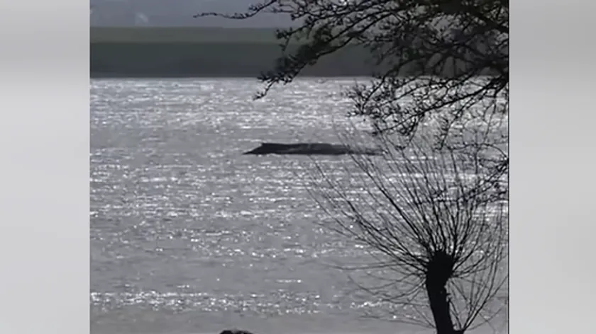 Wismar açıklarında sığlıkta mahsur kalan balina ölüyor: Uzmanlar zor karar aldı