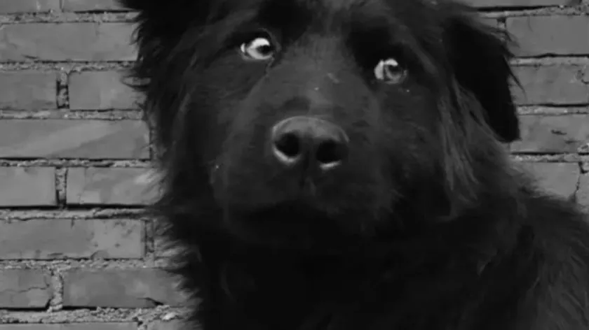 Ljigu'da bir evde gündüz saatlerinde bir köpek silahla öldürüldü.