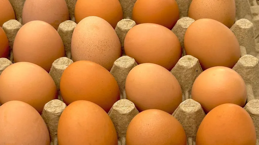 Hırvatistan Devlet Denetim Kurumu tehlikeli salmonella içeren yumurtaları geri çekiyor