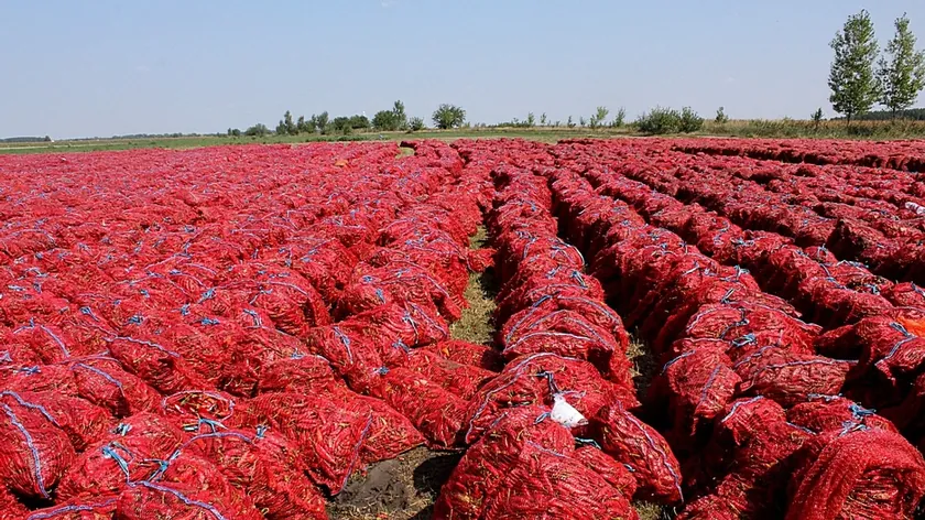 Sırpistan'da genç çiftçiler büyük bir başarı elde etti.