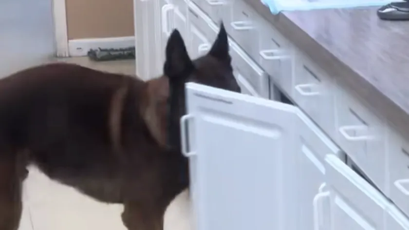 ABD Kentucky Veteriner Kliniğinde Kaybolan Kedi ve Onu Bulan Köpek Gündem Oldu