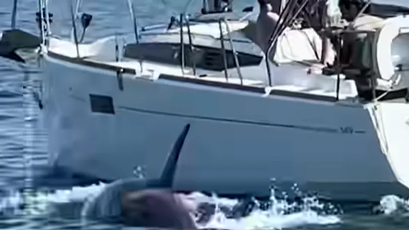Kitovlarların bir gemiyi batırdığına dair yeni bir olay yaşandı.