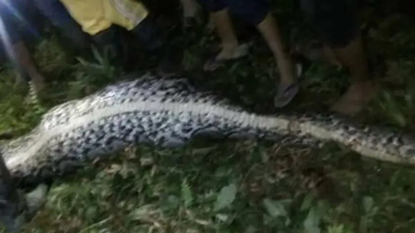 Indonezya'da bir piton insanı yuttu.