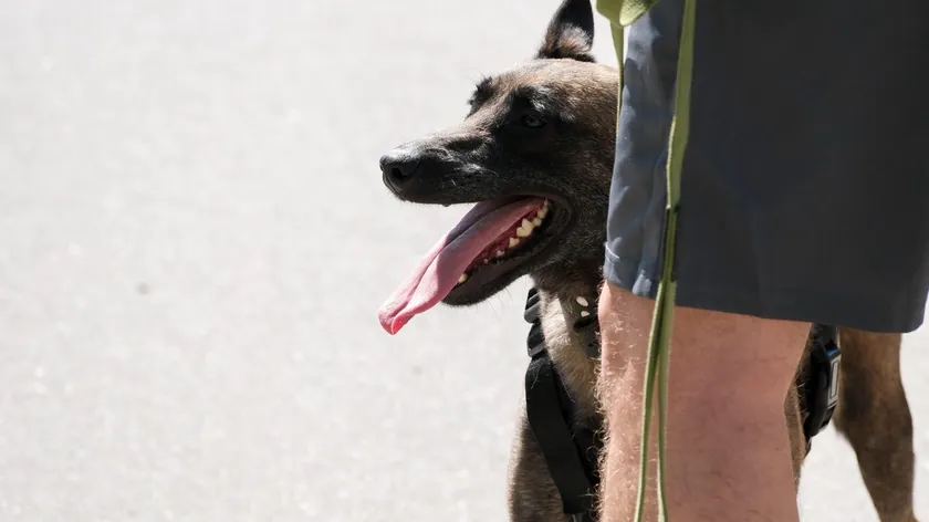 Köpek sahiplerinin çoğunluğu köpeklerinin tehlikeleri önceden haber verdiğini belirtiyor.