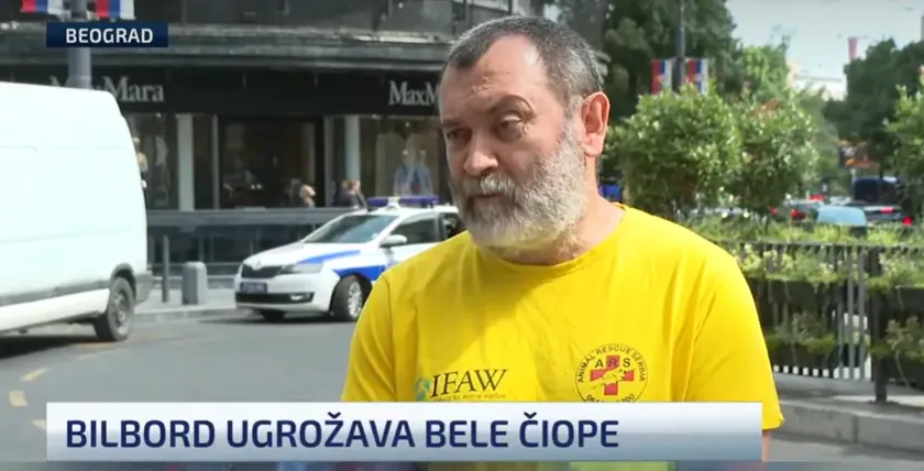 Belgrad'da Bilboard Altına Sıkışan Beyaz Ebabil Yavruları İçin Acil Eylem Çağrısı Yapıldı