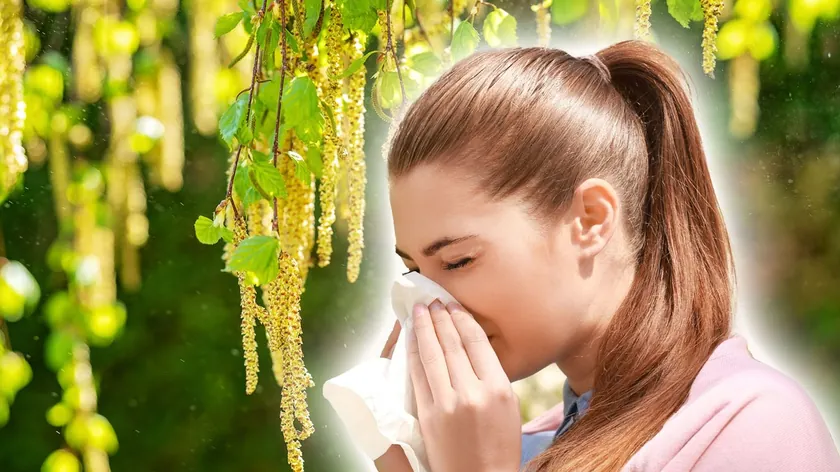 Sırbistan'da Ağaçlar Arasındaki En Güçlü Alerjen Huş Poleni Sezonu Başladı Uyarısı