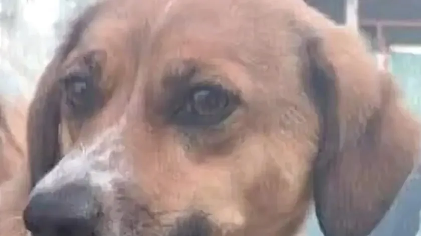 Sırbistan'da yaşayan bir köpeğin ev bulma mücadelesi