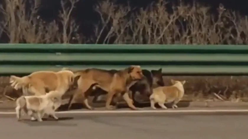 Çin'deki Yedi Köpeğin Kaçış Hikayesi Sahte Çıktı, Dezenformasyon Tehlikesi Vurgulandı