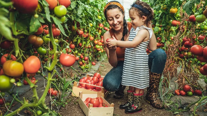 Kadifanın domatesleri zararlılardan korumadaki eşsiz rolü bahçıvanları şaşırtıyor