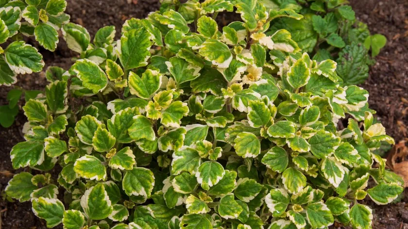 Tamjanika Hem Dekoratif Hem De Pratik: Kolay Bakımıyla Evleri Güzelleştiriyor