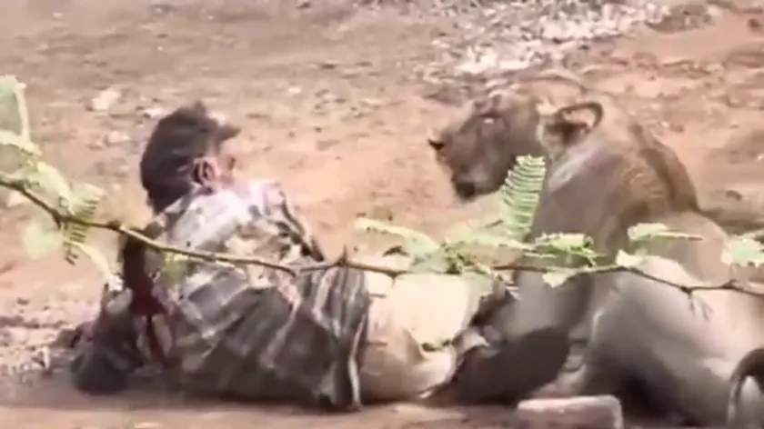 Hindistan'da Aslan Saldırısından Kurtulan Çoban, Hayvanı Okşayarak Canını Kurtardı