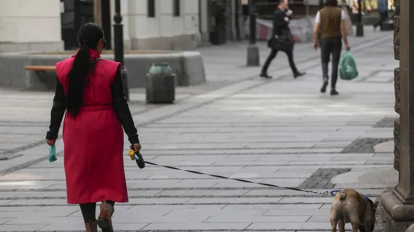 Köpek sahiplerinin her gün yaptığı en yaygın hatalar