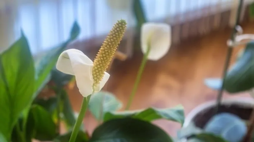 Uzmanlar Duyurdu Kahve Telvesi Zambakları Daha Gür Yapar